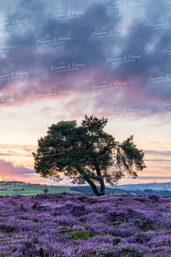 To buy a print or any of the below please click on the images